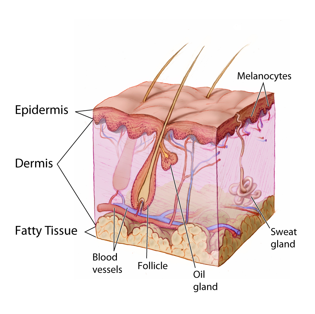 Anatomy The Skin - NCI Visuals Online.jpg