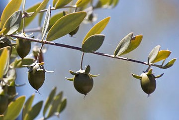Jojoba grm s semeni
